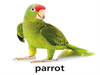 Final T Parrot Dnt Image